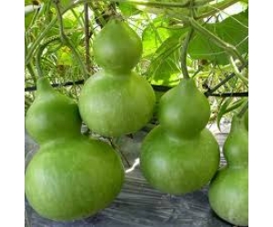 BẦU HỒ LÔ