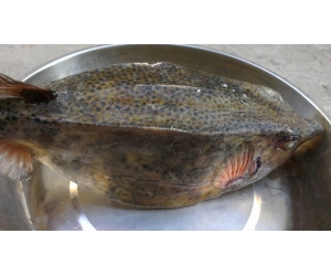 CÁ BÒ HÒM LOẠI 1