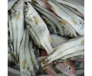 CÁ CĂN 