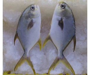 CÁ CHIM TRẮNG 