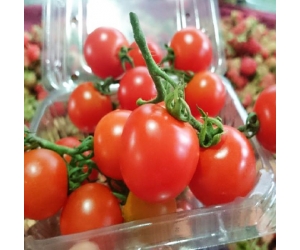 Cà chua cherry