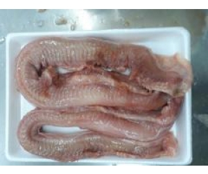 CÁ DẤU ĐẦU LÒI ĐUÔI