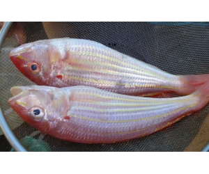 CÁ ĐỔNG CỜ