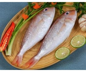 CÁ ĐỔNG CU ( CÁ HƯỜNG )