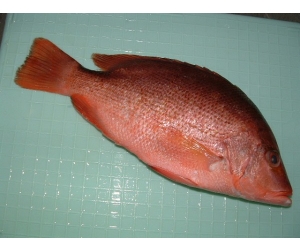 Cá Hồng