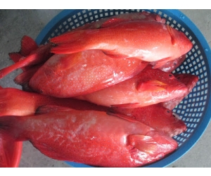 CÁ MÚ ĐỎ ( MÚ SON )
