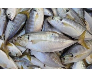 CÁ NGÂN LOẠI 1