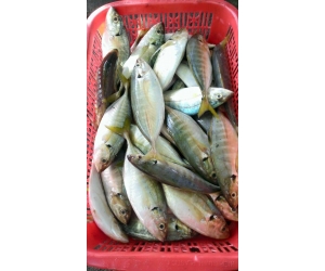 CÁ NGÂN LOẠI 2