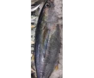 CÁ NGỪ BÒ