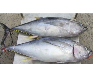 CÁ NGỪ ĐẠI DƯƠNG