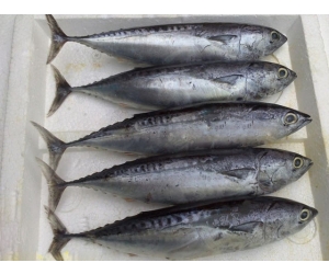 Cá Ngừ loại 3