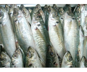 Cá Nục gai