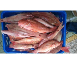 CÁ PHÈN RÂU LOẠI LỚN