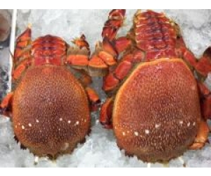 CUA HUỲNH ĐẾ