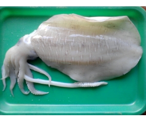 MỰC LÁ LỚN