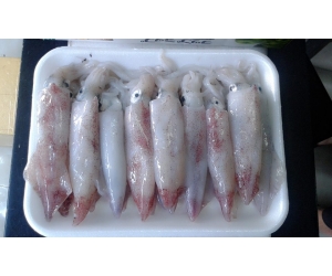 MỰC ỐNG NHỎ