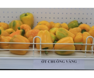 Ớt chuông vàng