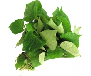 RAU DIẾP CÁ