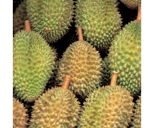 SẦU RIÊNG CHUỒNG BÒ