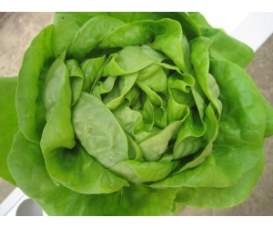 XÀ LÁCH MỠ ĐÀ LẠT