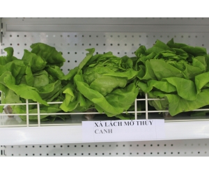 XÀ LÁCH MỠ THỦY CANH