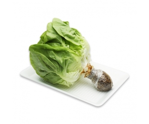 XÀ LÁCH MỠ THỦY CANH