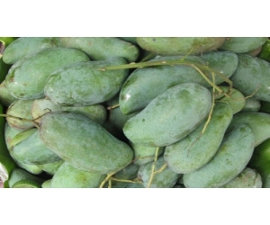 XOÀI THÁI